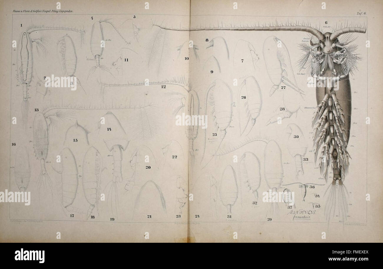 Un'illustrazione tratta dal "Systematik und Faunistik der Pelagischen Copepoden", placca 6, che descrive i copepodi pelagici trovati nel Golfo di Napoli e nelle aree marine circostanti. Questo studio contribuisce alla ricerca dello zooplancton marino. Foto Stock