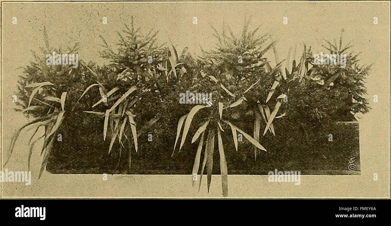 Il fiorista americano - un giornale settimanale per il commercio (1916) Foto Stock