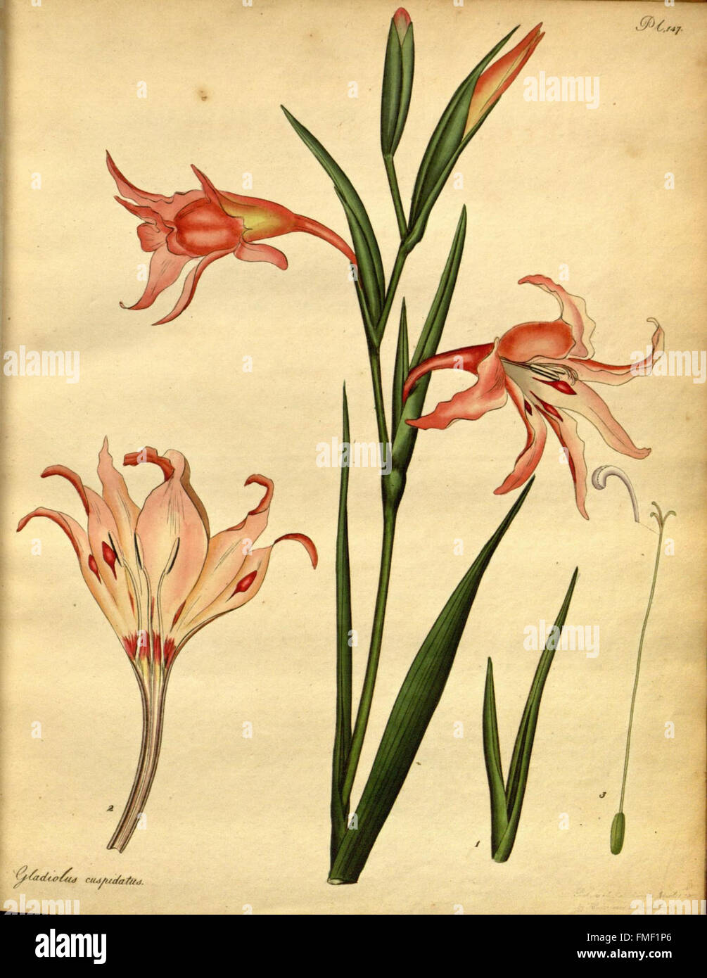 Il botanico's repository per i nuovi e piante rare (Pl. 147) Foto Stock
