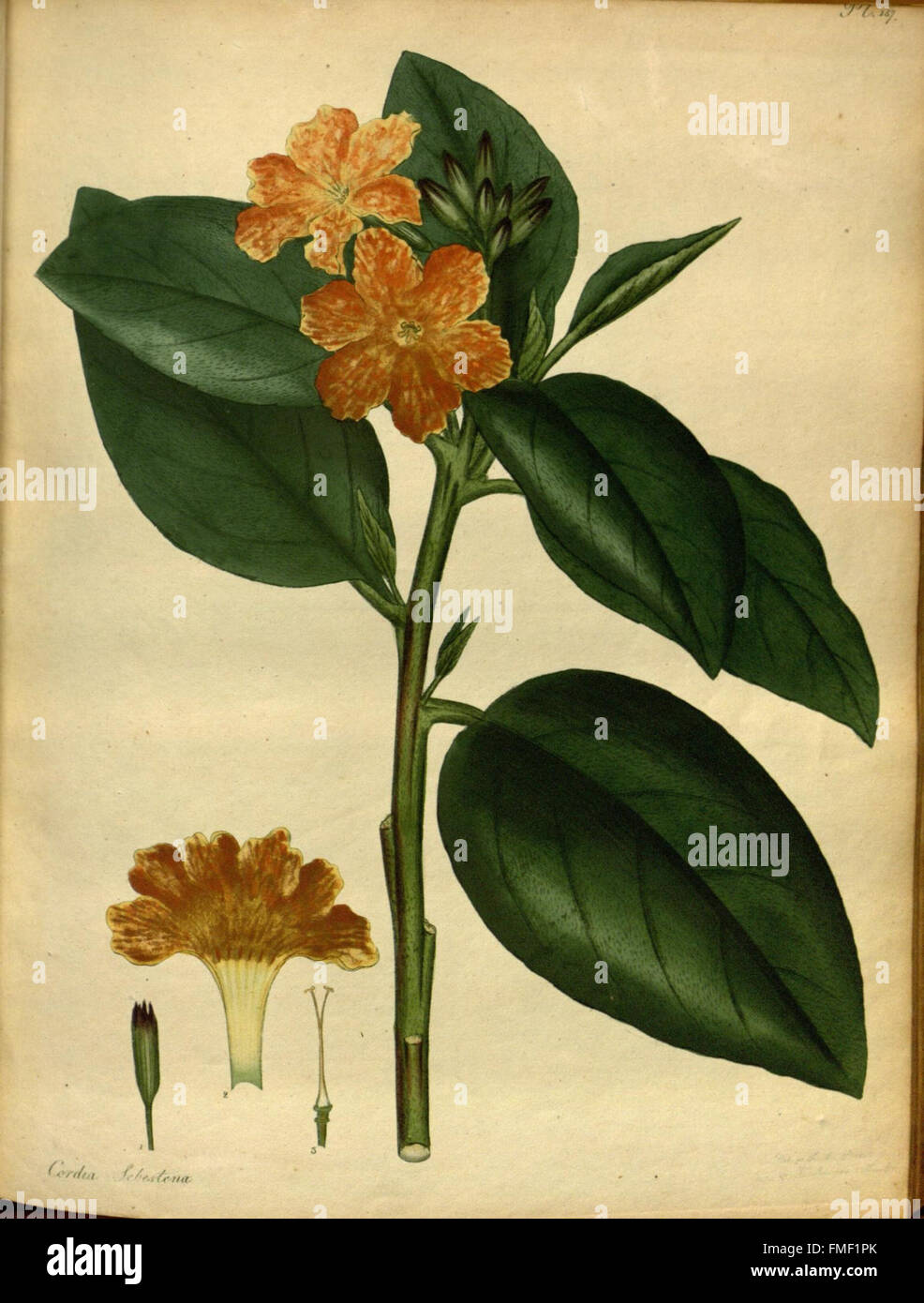 Il botanico's repository per i nuovi e piante rare (Pl. 157) Foto Stock