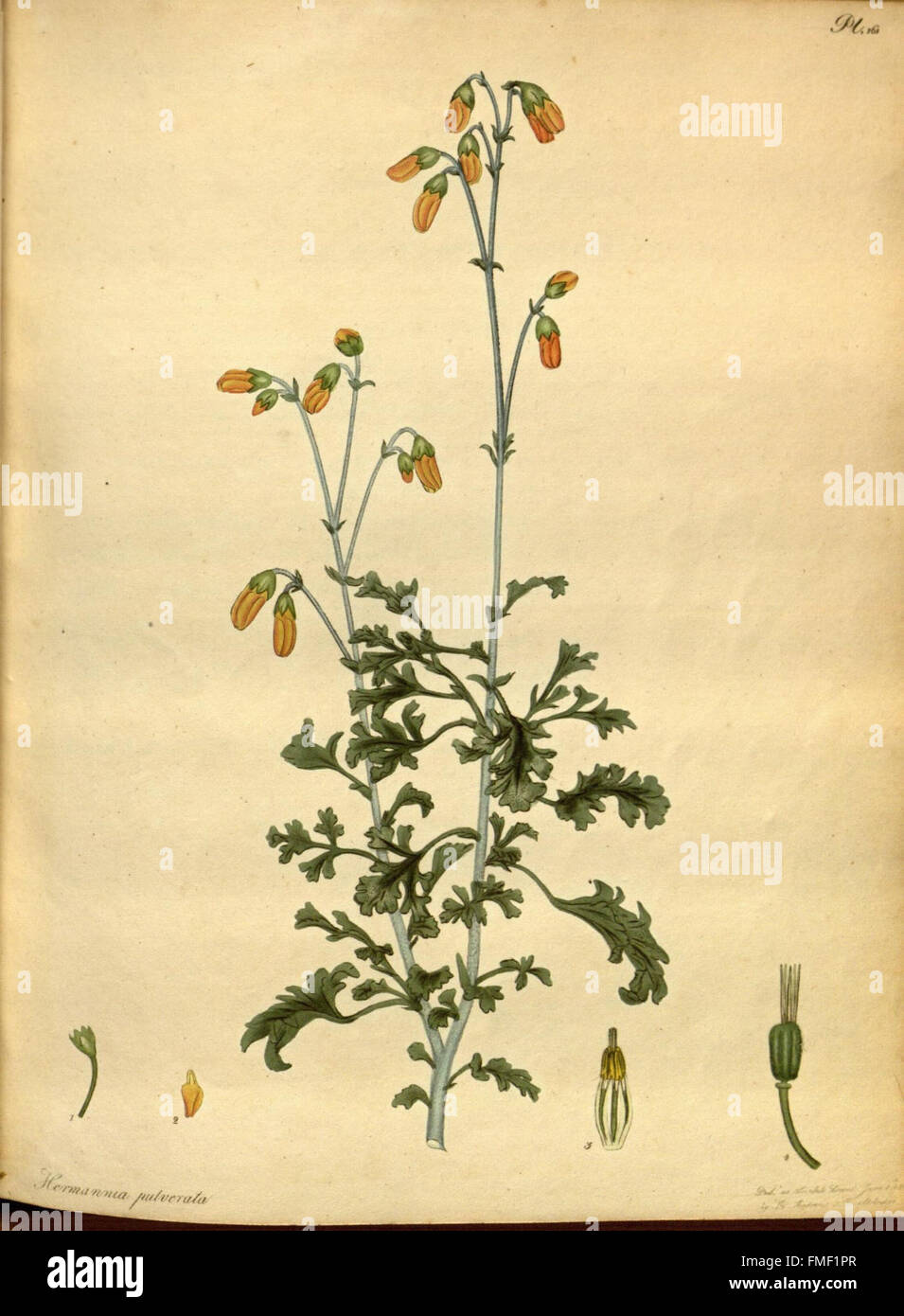 Il botanico's repository per i nuovi e piante rare (Pl. 161) Foto Stock