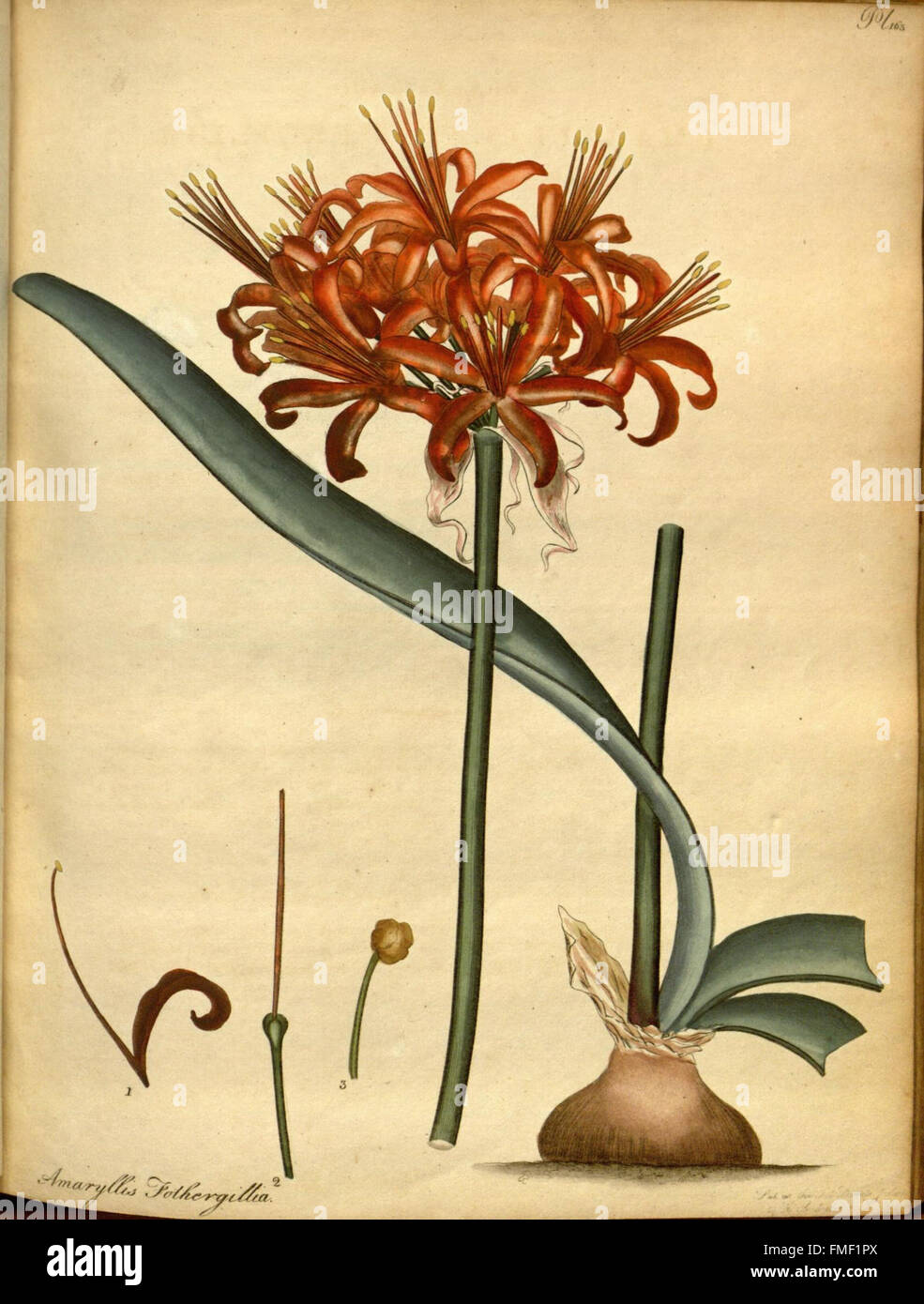 Il botanico's repository per i nuovi e piante rare (Pl. 163) Foto Stock