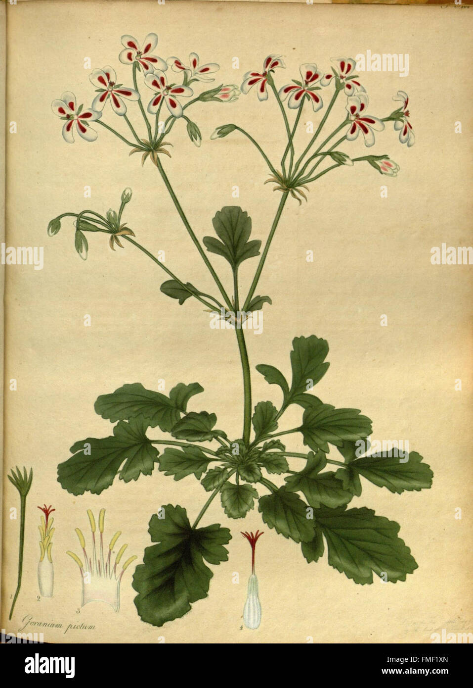 Il botanico's repository per i nuovi e piante rare (Pl. 168) Foto Stock