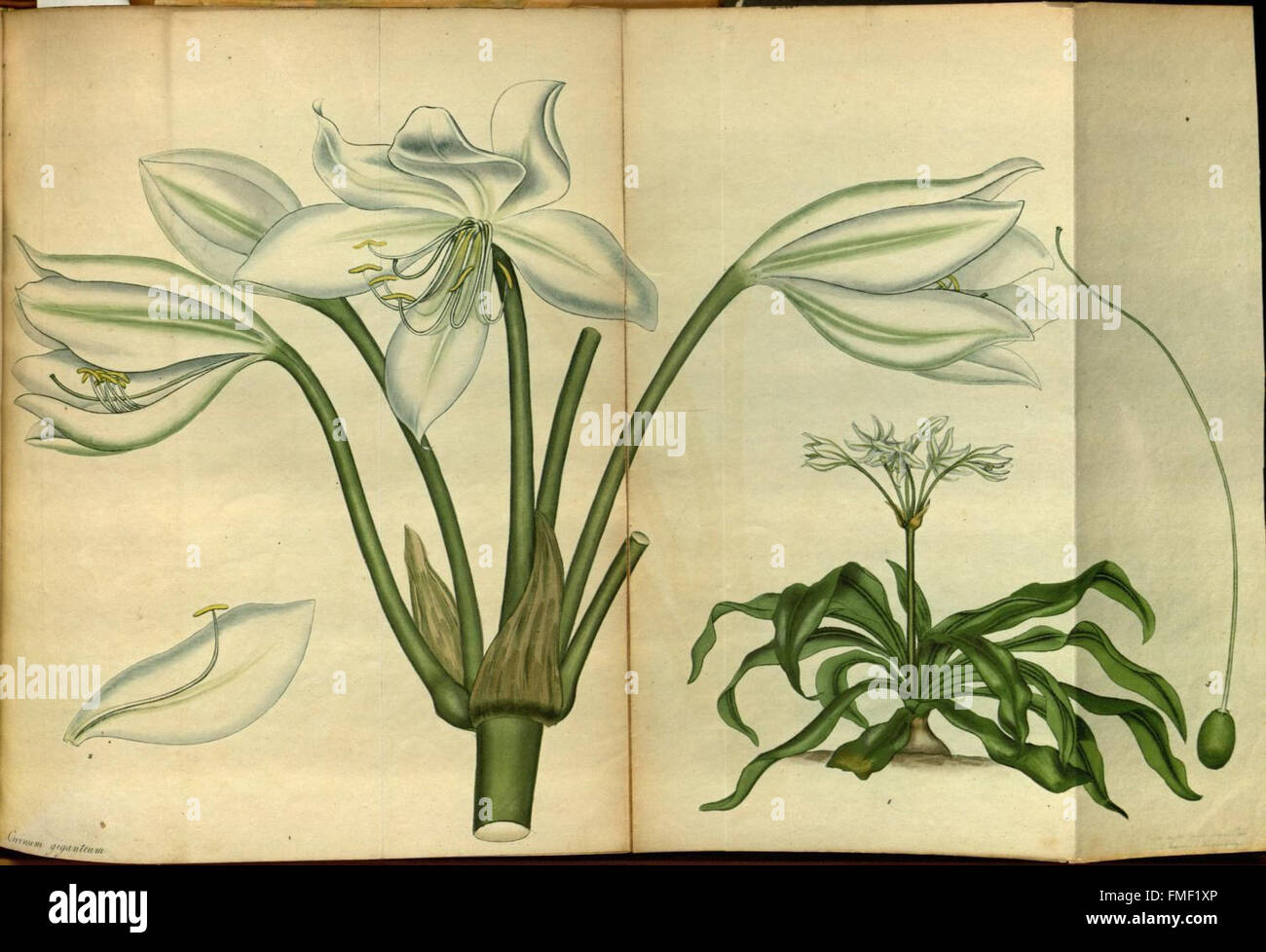 Il botanico's repository per i nuovi e piante rare (Pl. 169) Foto Stock