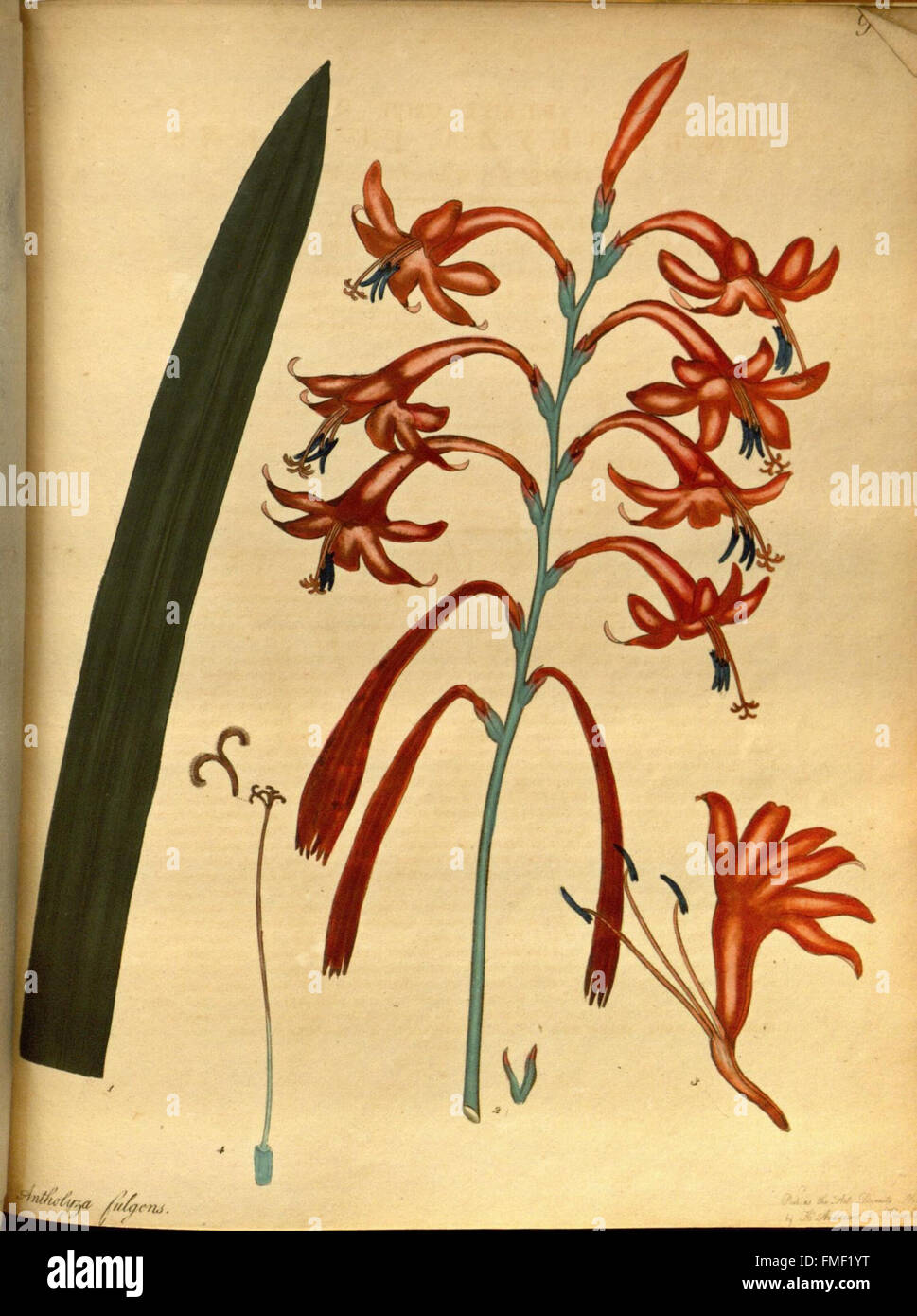 Il botanico's repository per i nuovi e piante rare (Pl. 192) Foto Stock