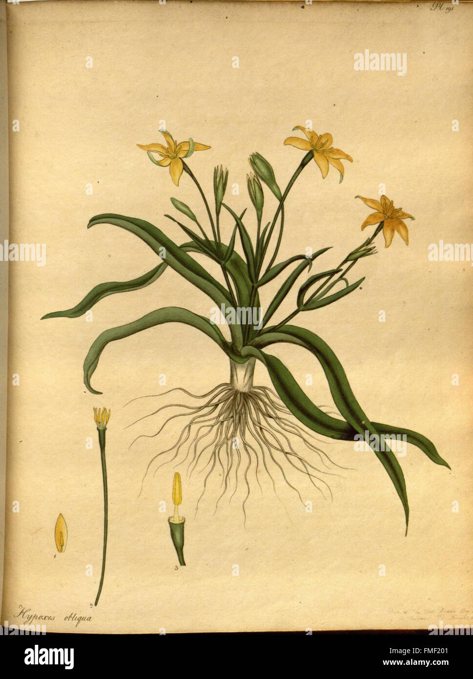 Il botanico's repository per i nuovi e piante rare (Pl. 195) Foto Stock