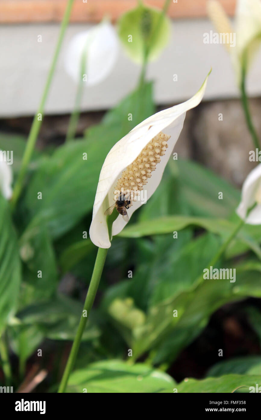 Un'ape succhia il nettare da un bianco anthurium Foto Stock