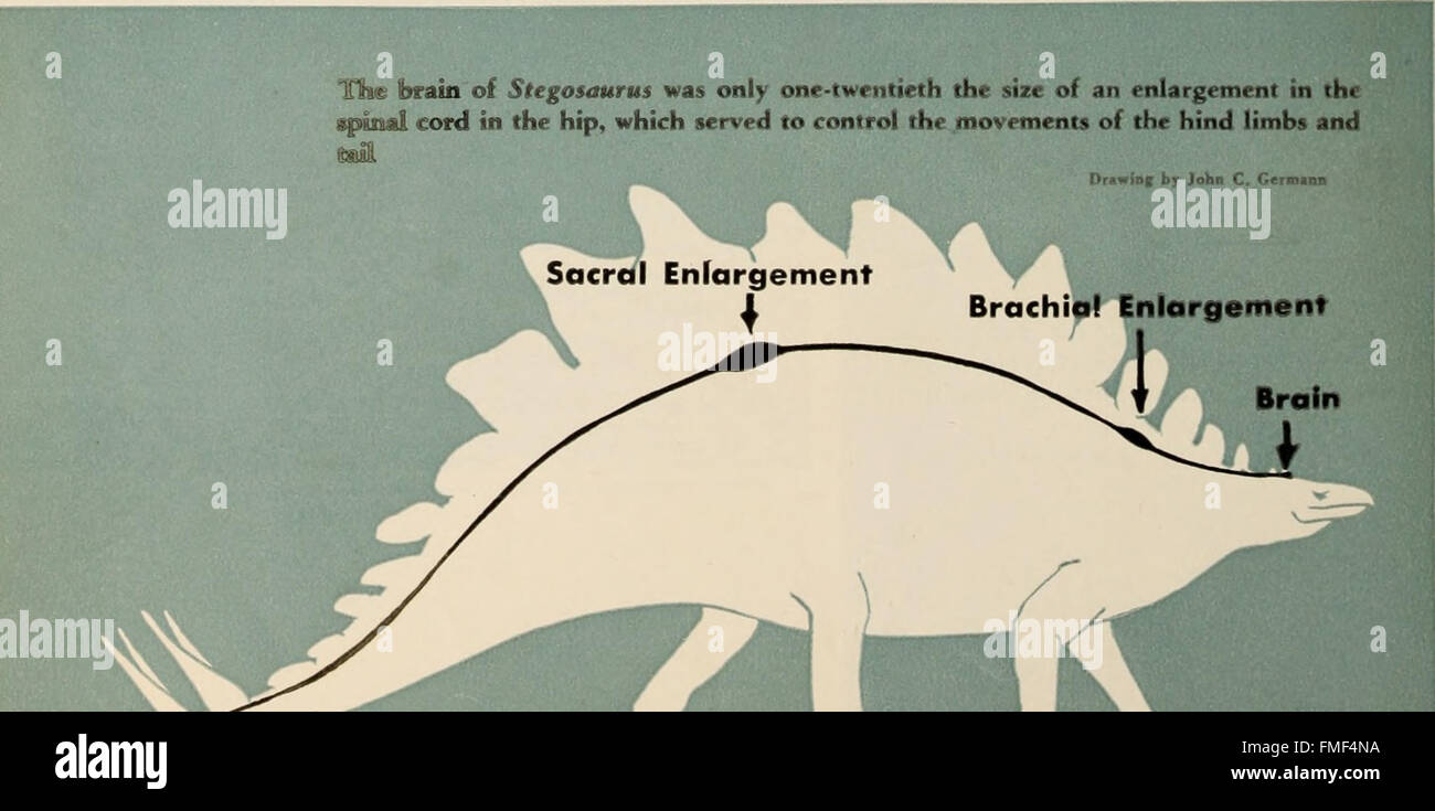 Il libro di dinosauro - la sentenza di rettili e i loro parenti (1951) Foto Stock