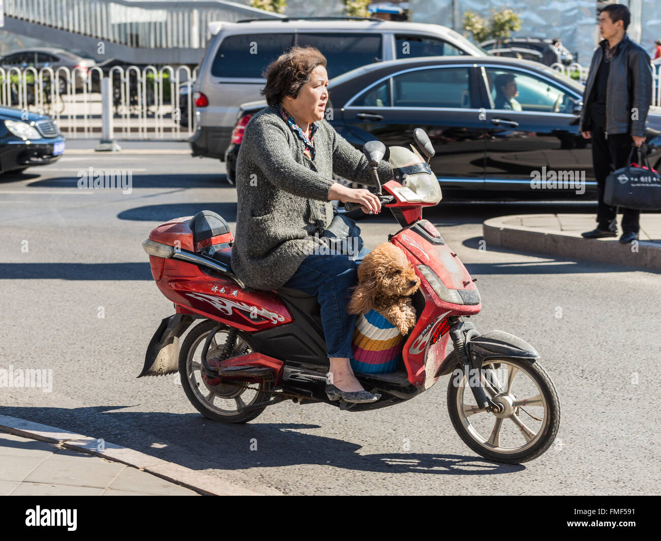 Una donna a cavallo di uno scooter giù per la strada con il suo cane a Pechino in Cina Foto Stock