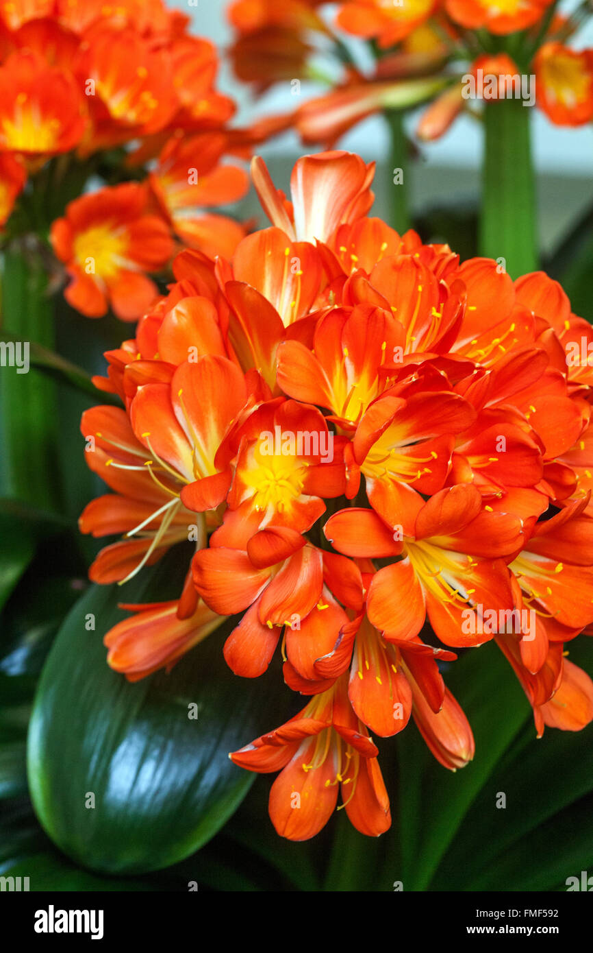Giglio Natal Clivia miniata Giglio Bush, giglio Kaffir fiori Clivia Giglio, Clivia Houseplant Foto Stock