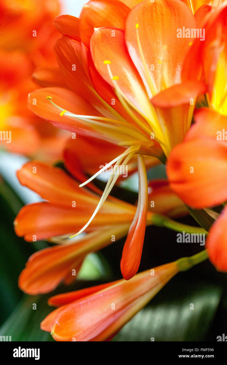 Giglio Natal, giglio cespuglio, giglio Kaffir - fiore d'arancio di Clivia miniata Foto Stock