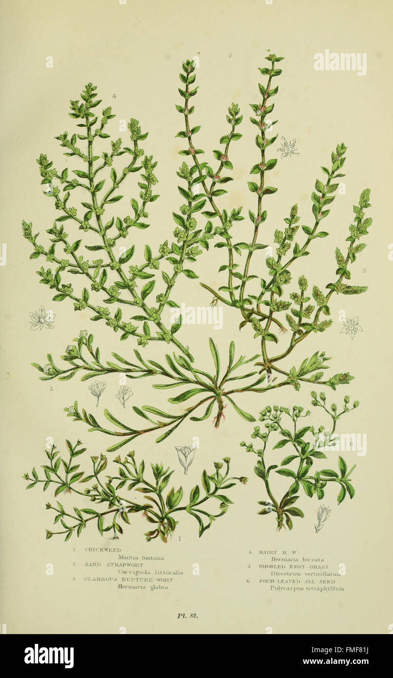 La piastra 82 di "The Flowering Plants, Grasses, Sedges, and Ferns of Great Britain" illustra le principali specie vegetali native della Gran Bretagna, offrendo informazioni sulla variegata flora del paese. Foto Stock