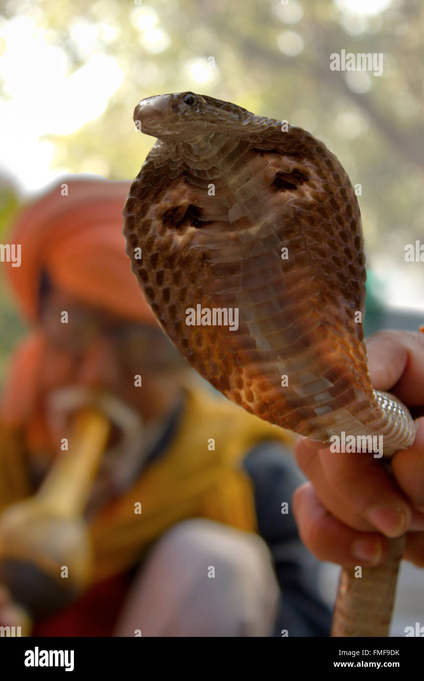 King cobra Foto Stock