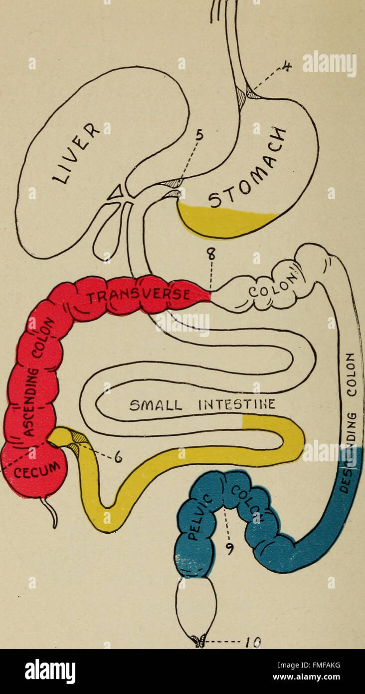 Questo libro fornisce un resoconto dettagliato della digestione umana, descrivendo il viaggio del cibo attraverso il tratto digestivo, compresi i processi fisiologici e gli ostacoli chiave. Foto Stock Questo libro fornisce un resoconto dettagliato della digestione umana, descrivendo il viaggio del cibo attraverso il tratto digestivo, compresi i processi fisiologici e gli ostacoli chiave. Foto Stock