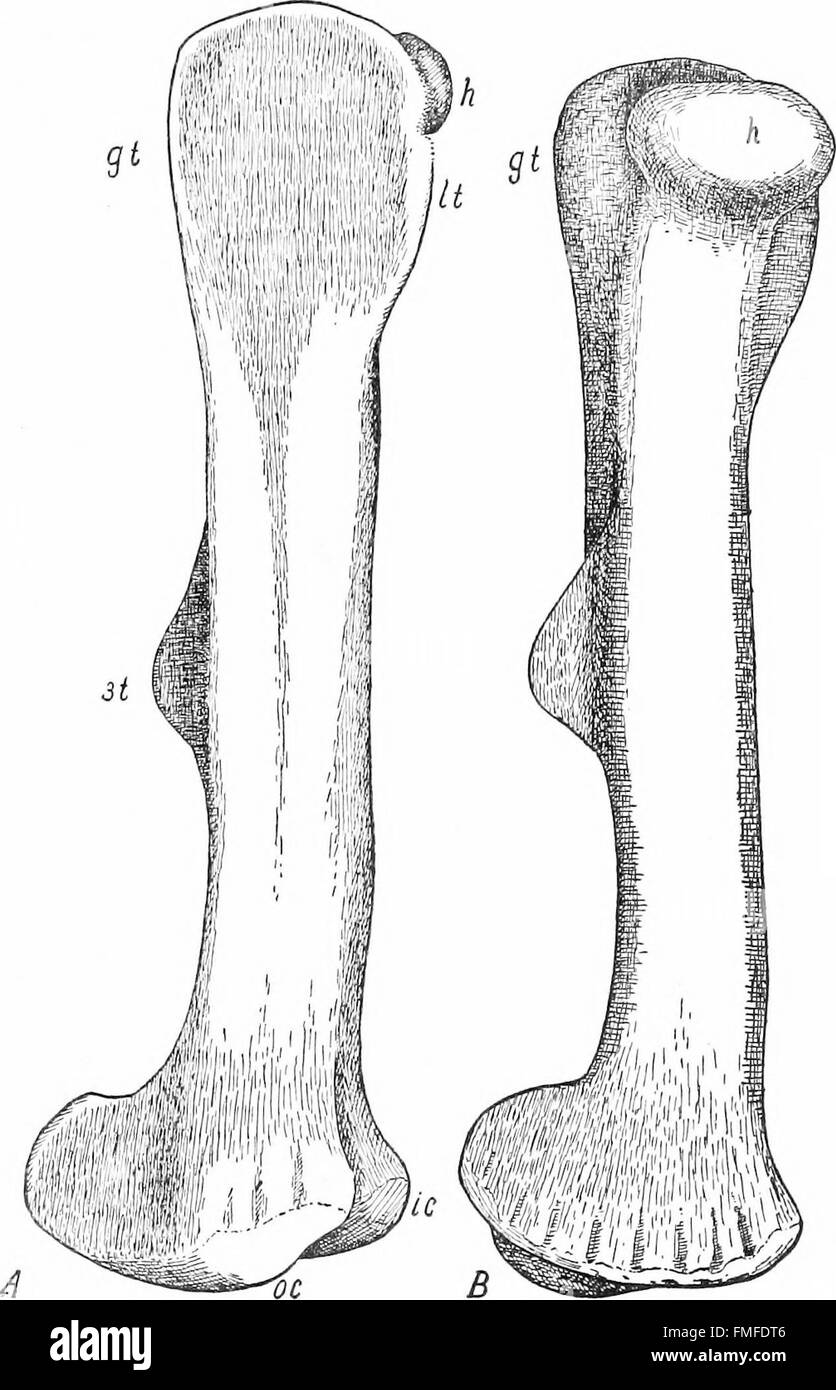 *L'Osteologia del dinosauro Trachodont Kritosaurus Incurvimanus* (1920) fornisce un'analisi approfondita della struttura scheletrica della specie di dinosauro Kritosaurus Incurvimanus, sulla base di reperti fossili. Foto Stock