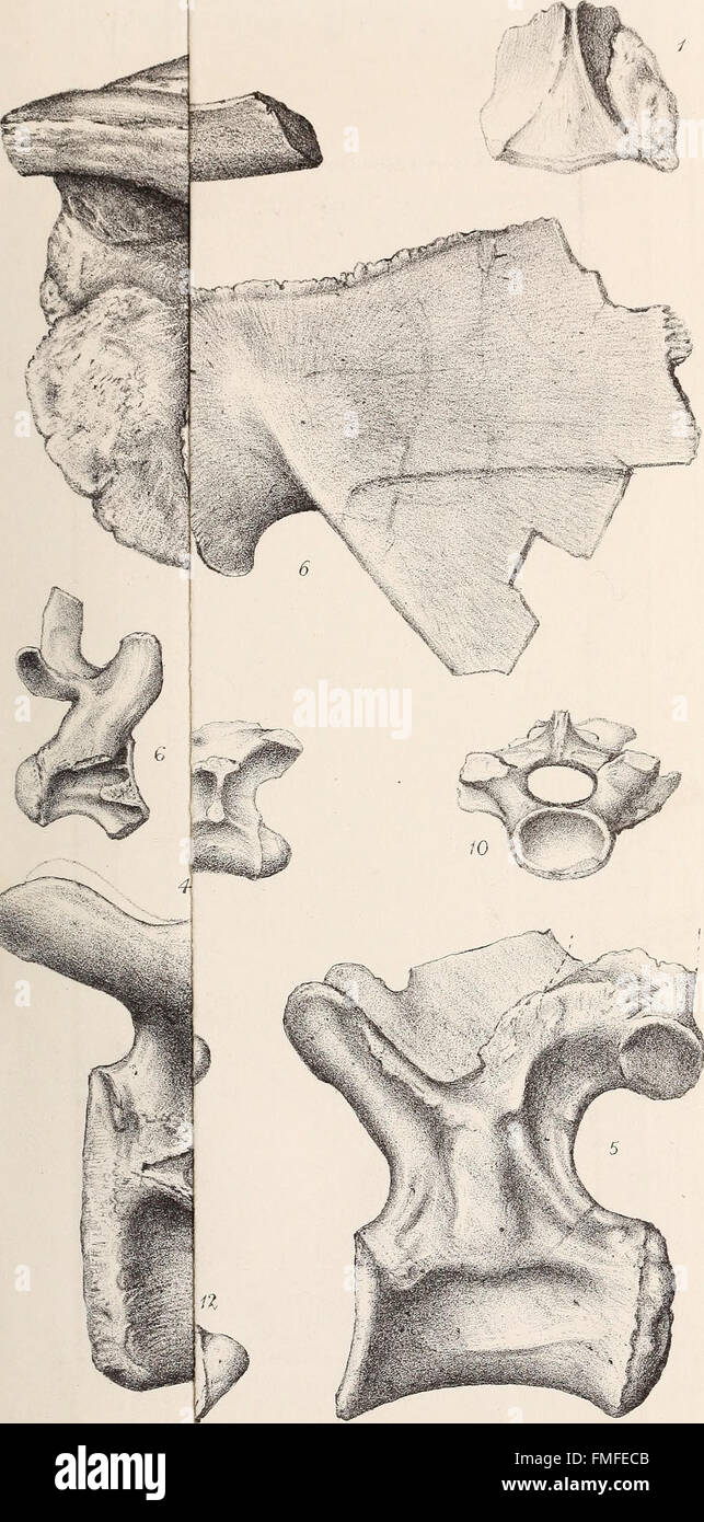 La rivista trimestrale della Geological Society di Londra (1881) Foto Stock