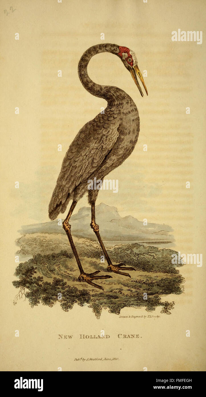 Il piatto 22 di *Arcana, OR, il Museo di storia naturale* mostra una vasta gamma di esemplari di storia naturale, fornendo informazioni su varie specie e il loro posto nel mondo naturale. Foto Stock