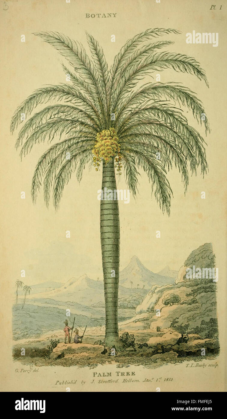 Il terzo piatto di "Arcana, Or, il Museo di storia naturale" illustra vari esemplari del mondo naturale, offrendo uno sguardo sulla diversità della fauna e della flora della Terra. Foto Stock