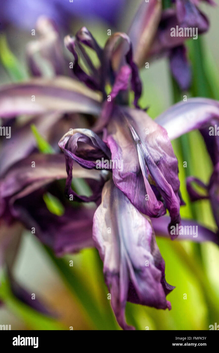 Iris reticulata " George'. Close up fiore Foto Stock
