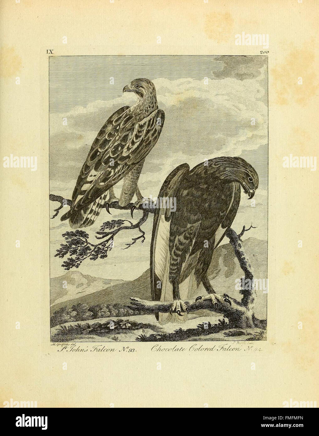 La piastra IX di "Arctic Zoology" presenta illustrazioni di specie animali presenti nell'Artico. Il lavoro si concentra sulla fauna unica delle regioni polari, evidenziando gli adattamenti che consentono la sopravvivenza in ambienti difficili. Foto Stock