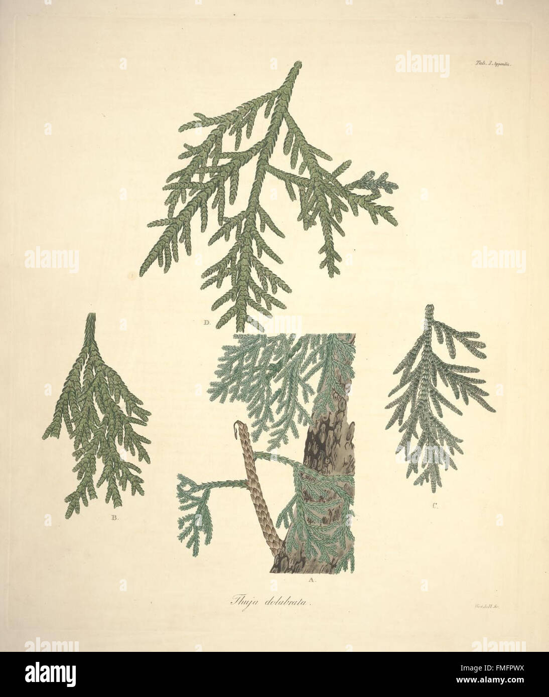 Una descrizione del genere Pinus (Tab. 1 Appendice) Foto Stock