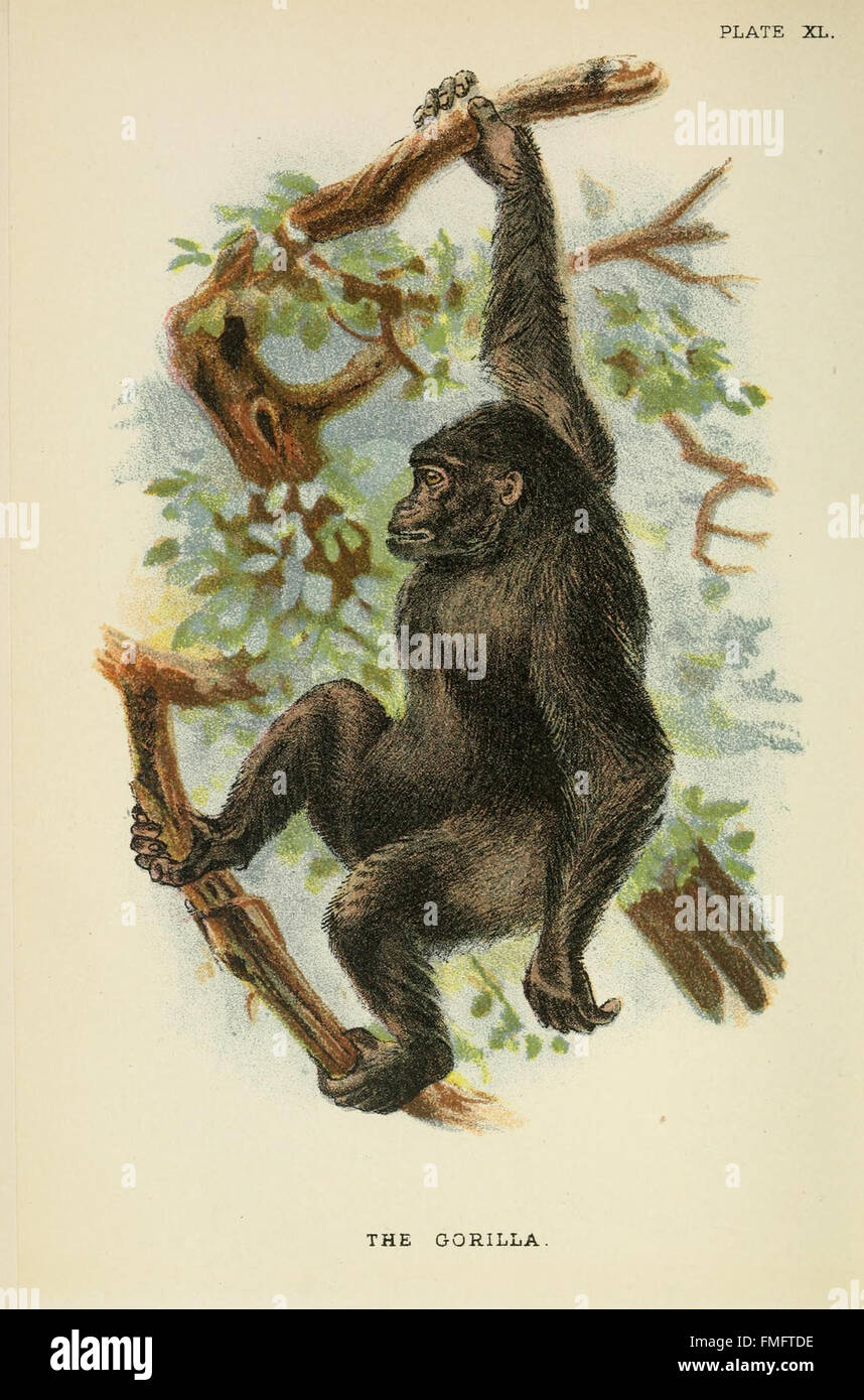 Questo piatto da "Un manuale ai primati" presenta illustrazioni dettagliate di varie specie di primati, concentrandosi sui loro tratti fisici, habitat e comportamenti. Foto Stock