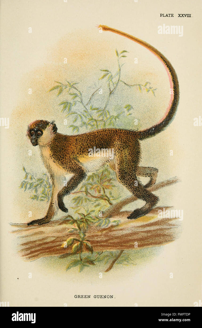 La piastra XXVIII da "Un manuale ai primati" offre illustrazioni dettagliate delle specie di primati, mostrando i loro tratti fisici e le loro caratteristiche comportamentali. Foto Stock