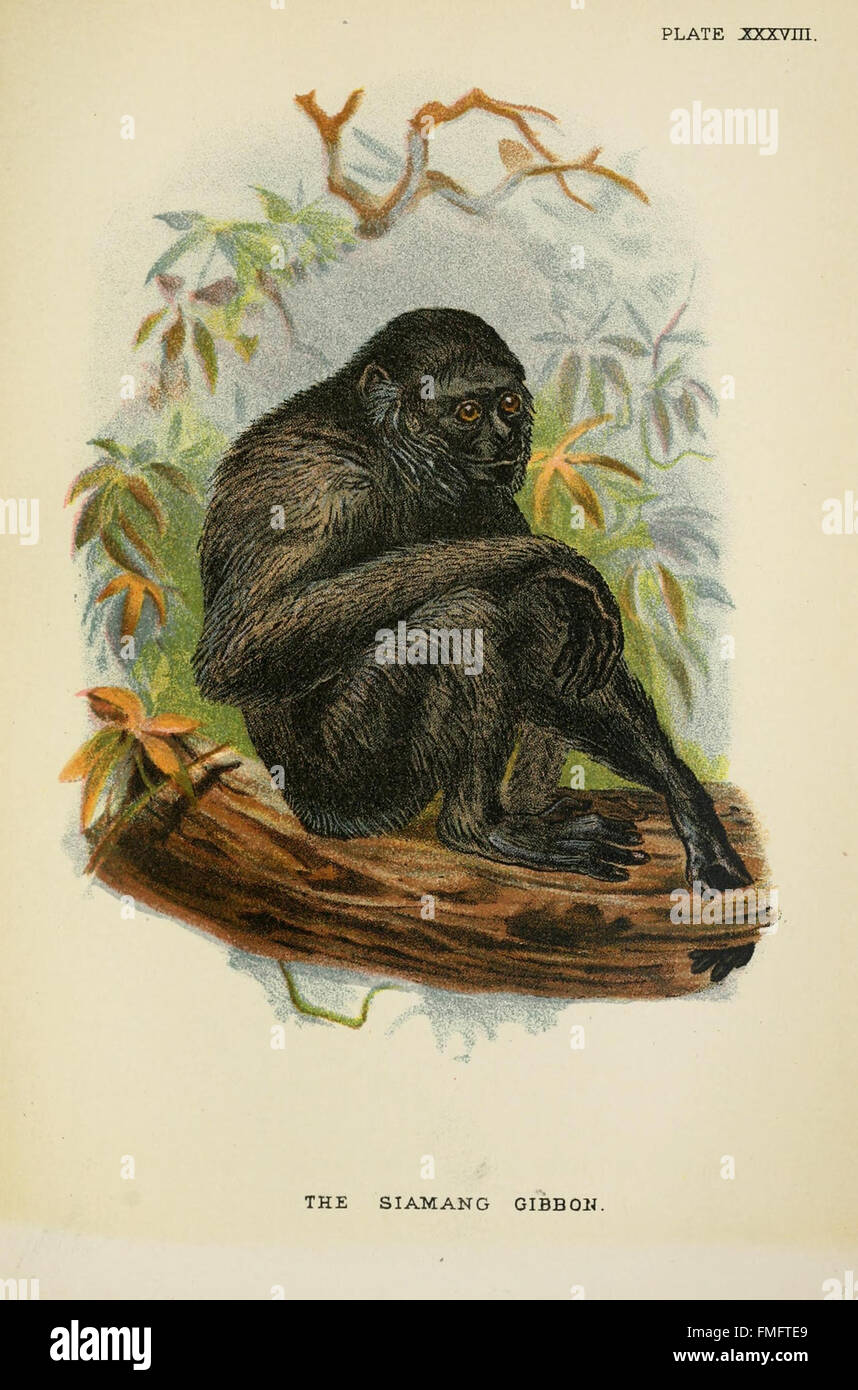 La placca XXXVIII da "Un manuale ai primati" offre illustrazioni dettagliate di varie specie di primati, aiutando lo studio e l'identificazione di questi animali. Foto Stock