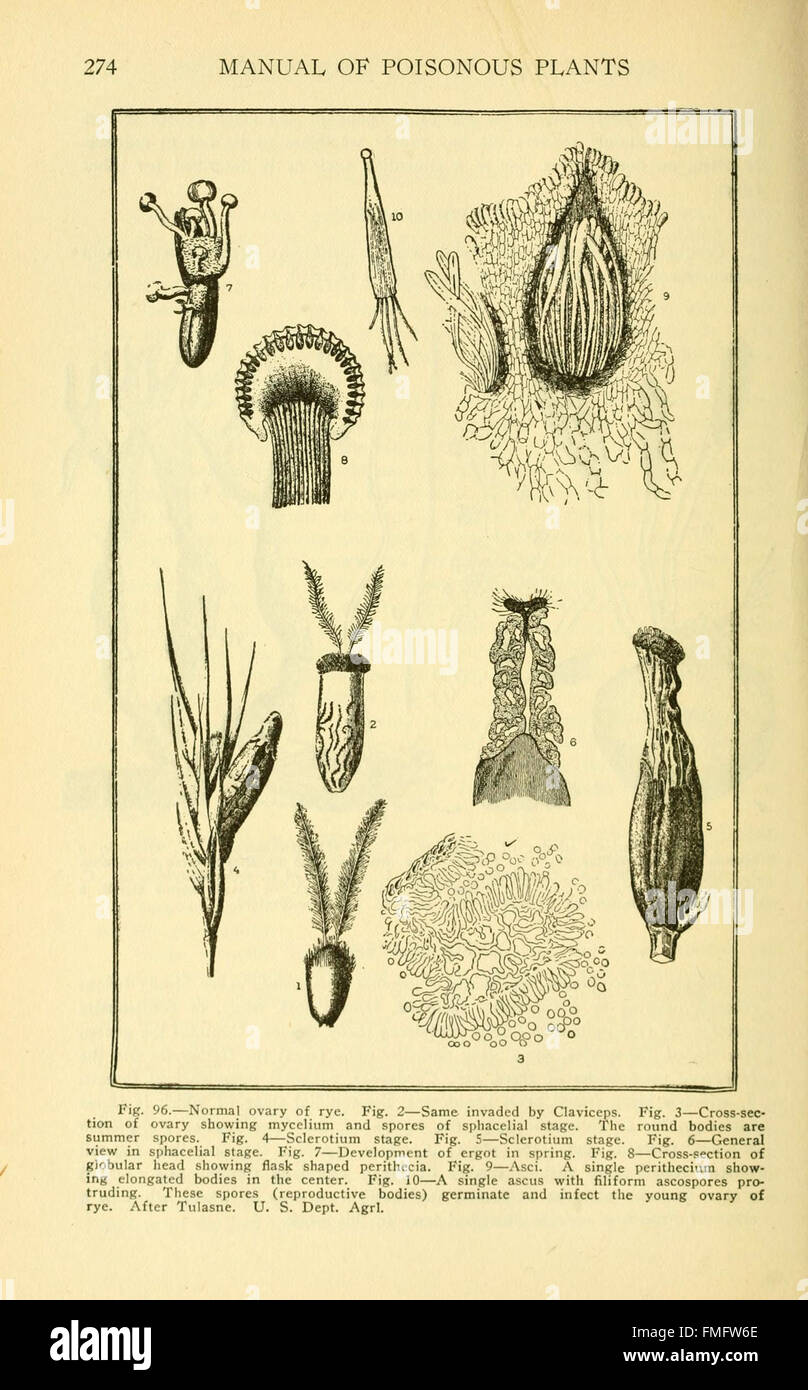 Un manuale di riferimento che illustra dettagliatamente le piante velenose, fornendo descrizioni, illustrazioni e informazioni tossicologiche. Questa risorsa ha lo scopo di educare circa i pericoli posti da varie specie vegetali e i loro effetti sulla salute umana. Foto Stock