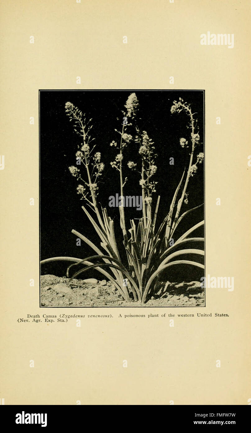 Questo manuale presenta illustrazioni dettagliate delle piante velenose, tra cui la loro identificazione, gli effetti e l'importanza ecologica. Serve come riferimento essenziale per botanici e professionisti medici. Foto Stock