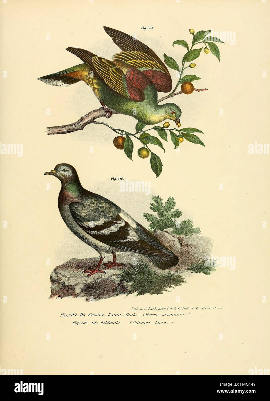 Le figure 209-210 di "Bilder-atlas zur Wissenschaftlich-populären Naturgeschichte der Vögel" illustrano varie specie di uccelli nelle loro forme primarie, sottolineando la diversità biologica e la classificazione della vita aviaria. Foto Stock