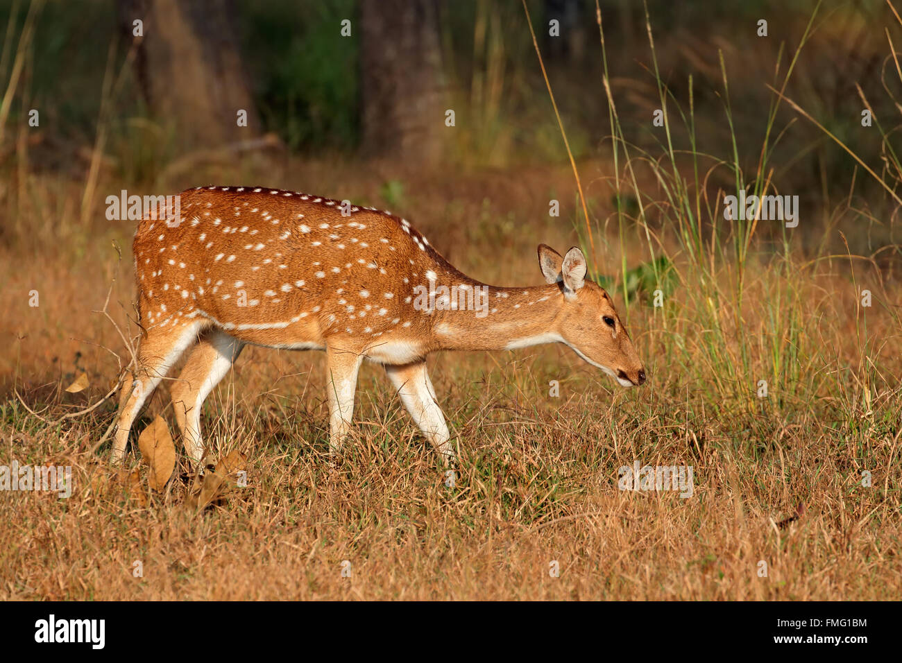 Femmina di cervo maculato o chital (asse asse), il Parco Nazionale di Kanha, India Foto Stock