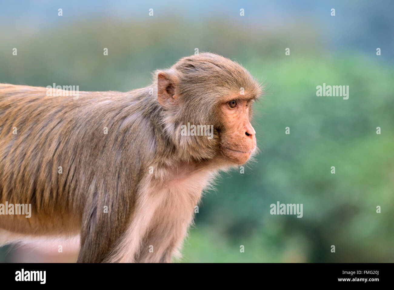 Ritratto di un macaco rhesus scimmie (macaca mulatta), India Foto Stock