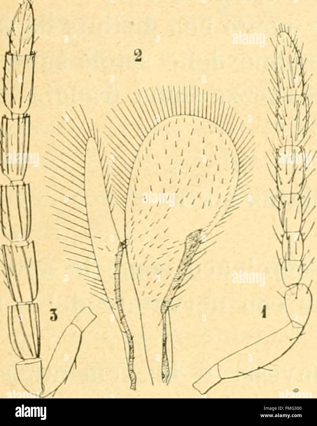 Bollettino del Laboratorio di zoologia generale e agraria della R. Scuola superiore d'agricoltura in Portici (1914) Foto Stock