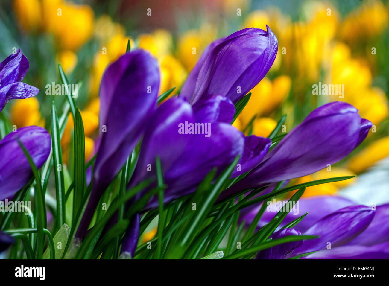Crocus vernus 'Flower Record' pianta giardino primaverile Foto Stock