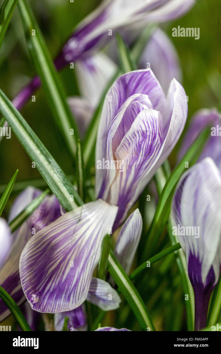 Crocus vernus 'Pickwick' fioritura prato primavera giardino Crocus primo piano Foto Stock
