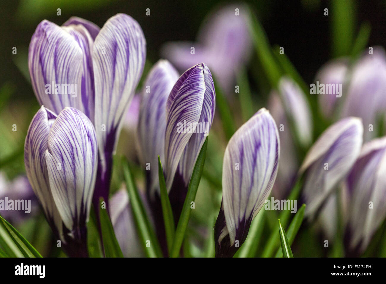 Prato in fiore del giardino primaverile di Crocus vernus 'Pickwick' Foto Stock