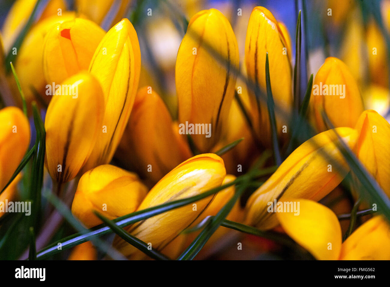 Crocus 'Grosse Gelbe' fiore Crocus 'Grote Gele' aka 'Big Yellow' primi fiori in primavera Foto Stock