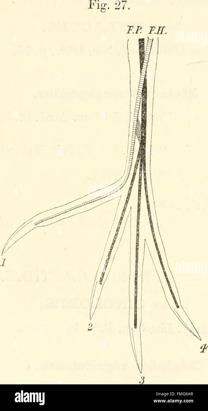 Questo catalogo del Royal College of Surgeons of England illustra l'osteologia dei vertebrati, sia esistenti che estinti, mostrando campioni scheletrici per lo studio scientifico. Foto Stock