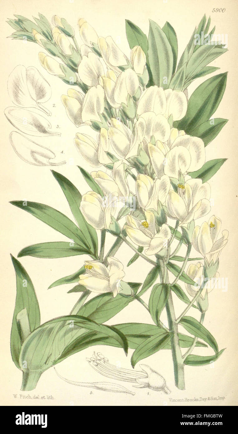 La curtis botanical magazine (Tab. 5900) Foto Stock