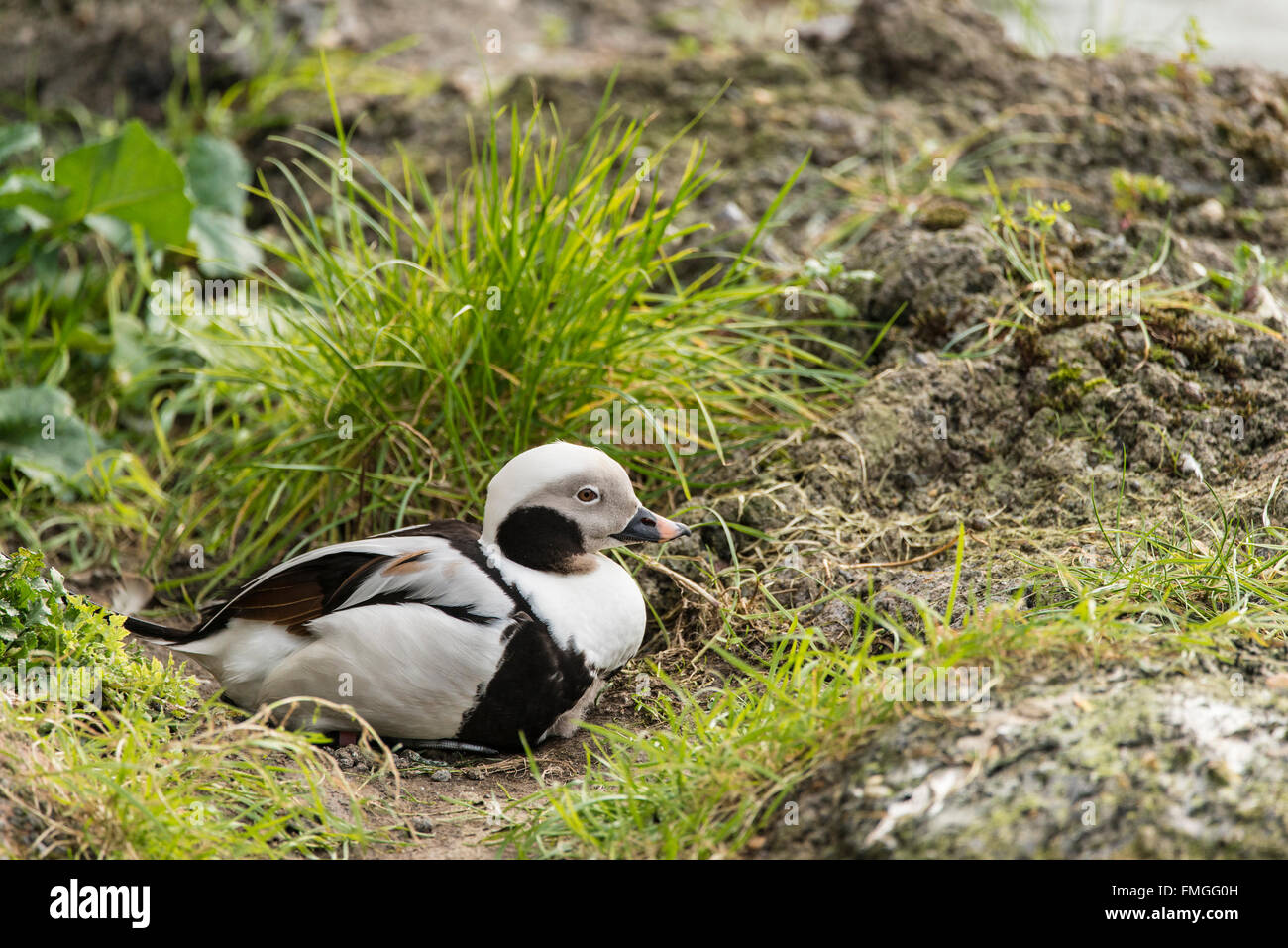 Bella lunga coda di anatra Clangula Hyemalis uccello di acqua Foto Stock