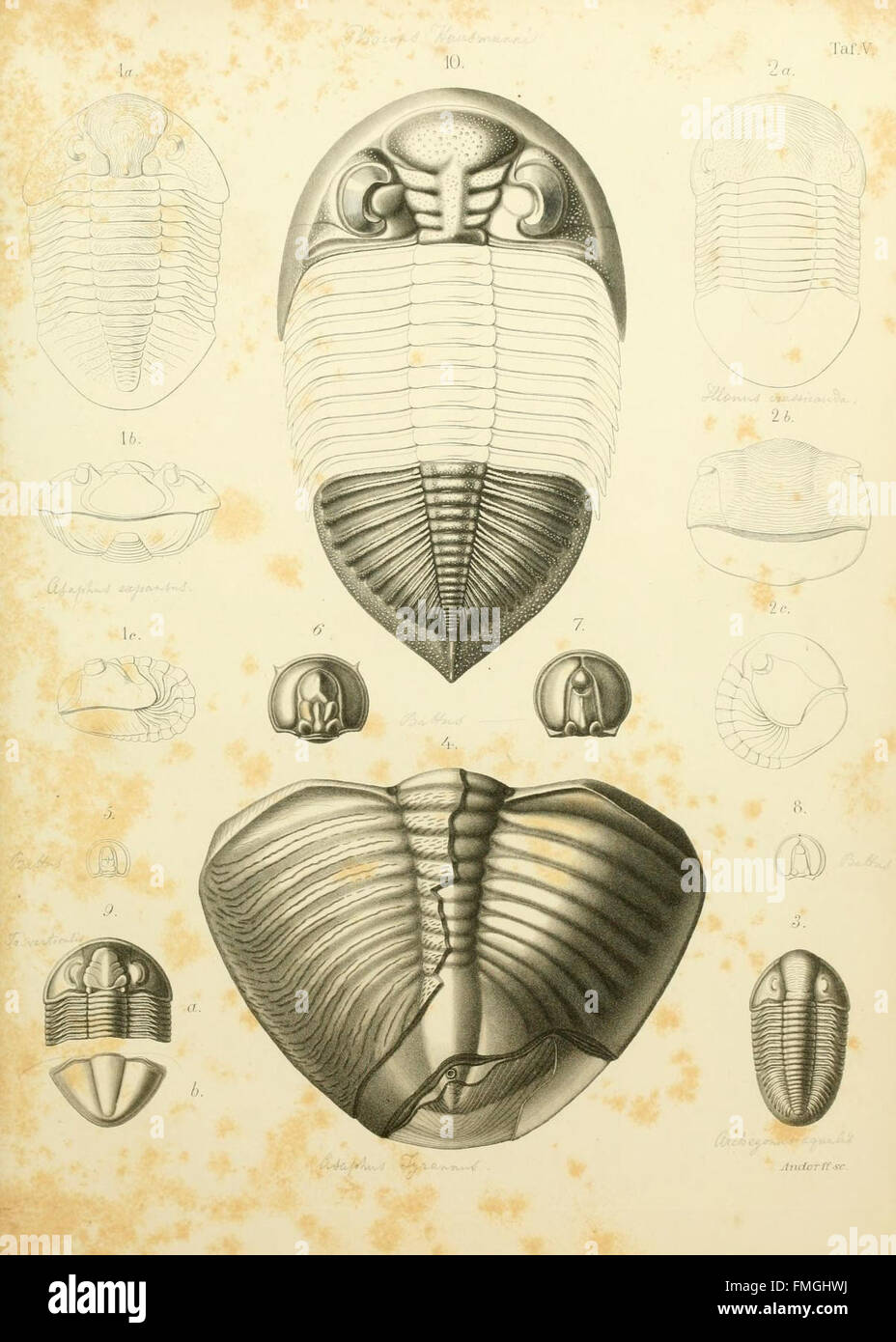 La placca V di Die Organisation der Trilobiten discute lo sviluppo e la classificazione dei trilobiti, un gruppo estinto di artropodi marini, sulla base dello studio dei loro parenti viventi. Include illustrazioni dettagliate delle loro caratteristiche anatomiche. Foto Stock