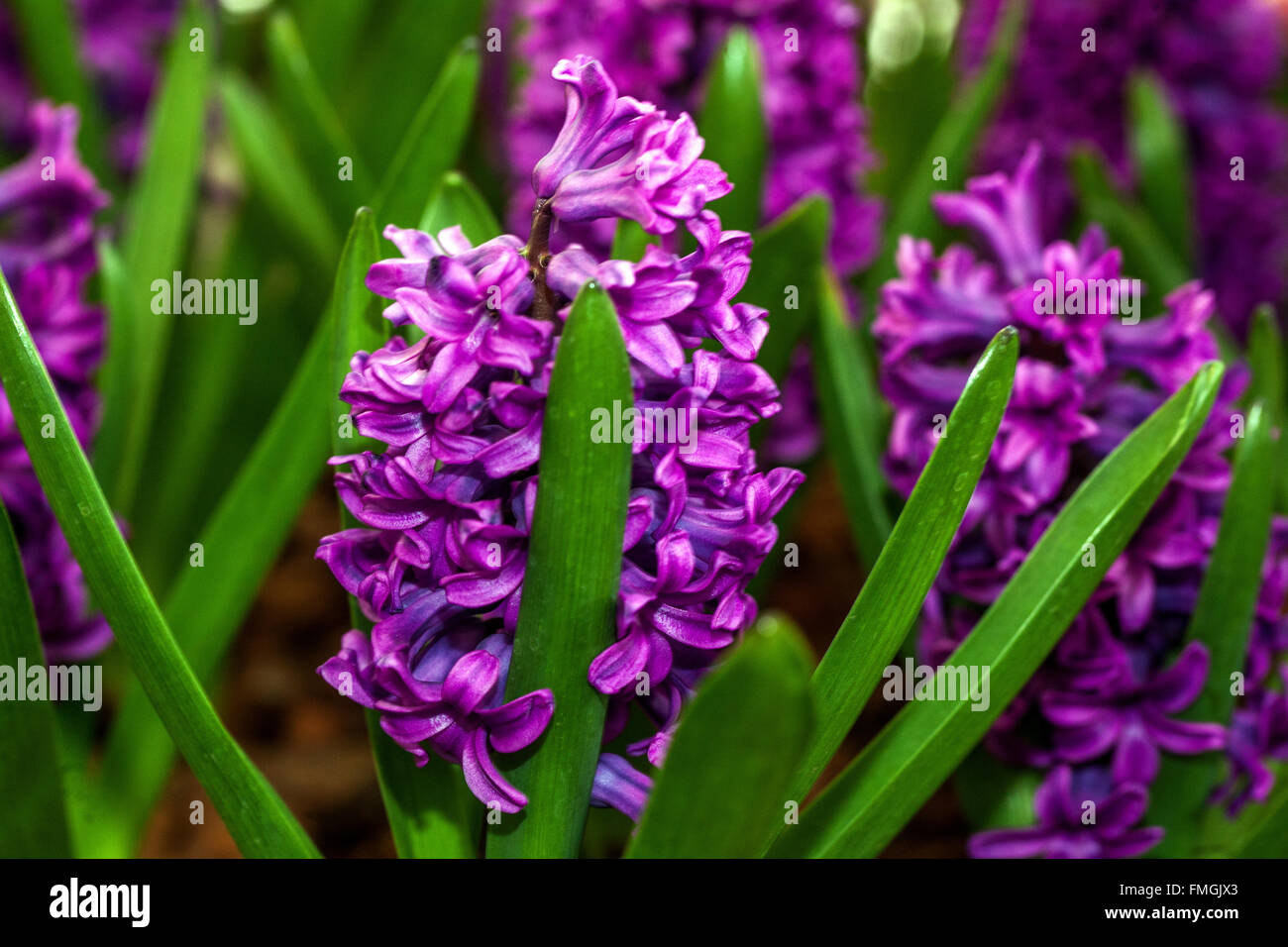 Giacinto, Hyacinthus orientalis Foto Stock