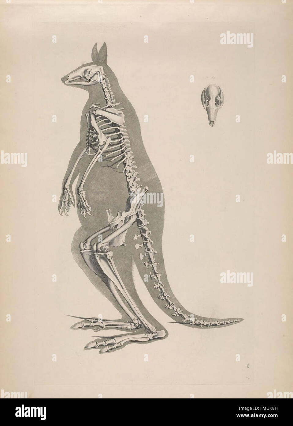 Questa lastra di "Die vergleichende Osteologie" presenta illustrazioni comparative di strutture scheletriche in diverse specie animali, contribuendo agli studi di anatomia comparata. Foto Stock