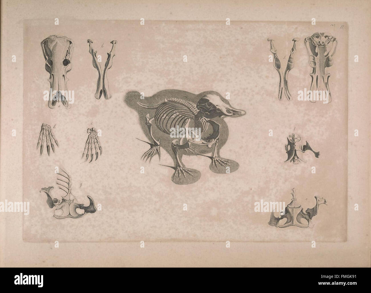 "Die Vergleichende Osteologie" è uno studio osteologico comparativo che esamina le strutture scheletriche di vari animali. La piastra II fornisce illustrazioni dettagliate delle ossa e delle caratteristiche scheletriche, contribuendo alla comprensione dell'anatomia vertebrata. Foto Stock