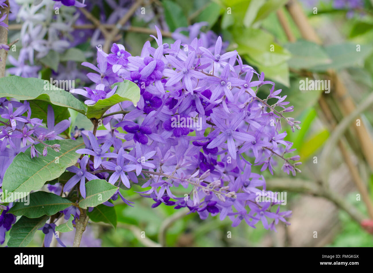 Petrea fiori. (Queen's Ghirlanda, carta vetrata Vite, corona viola) Foto Stock