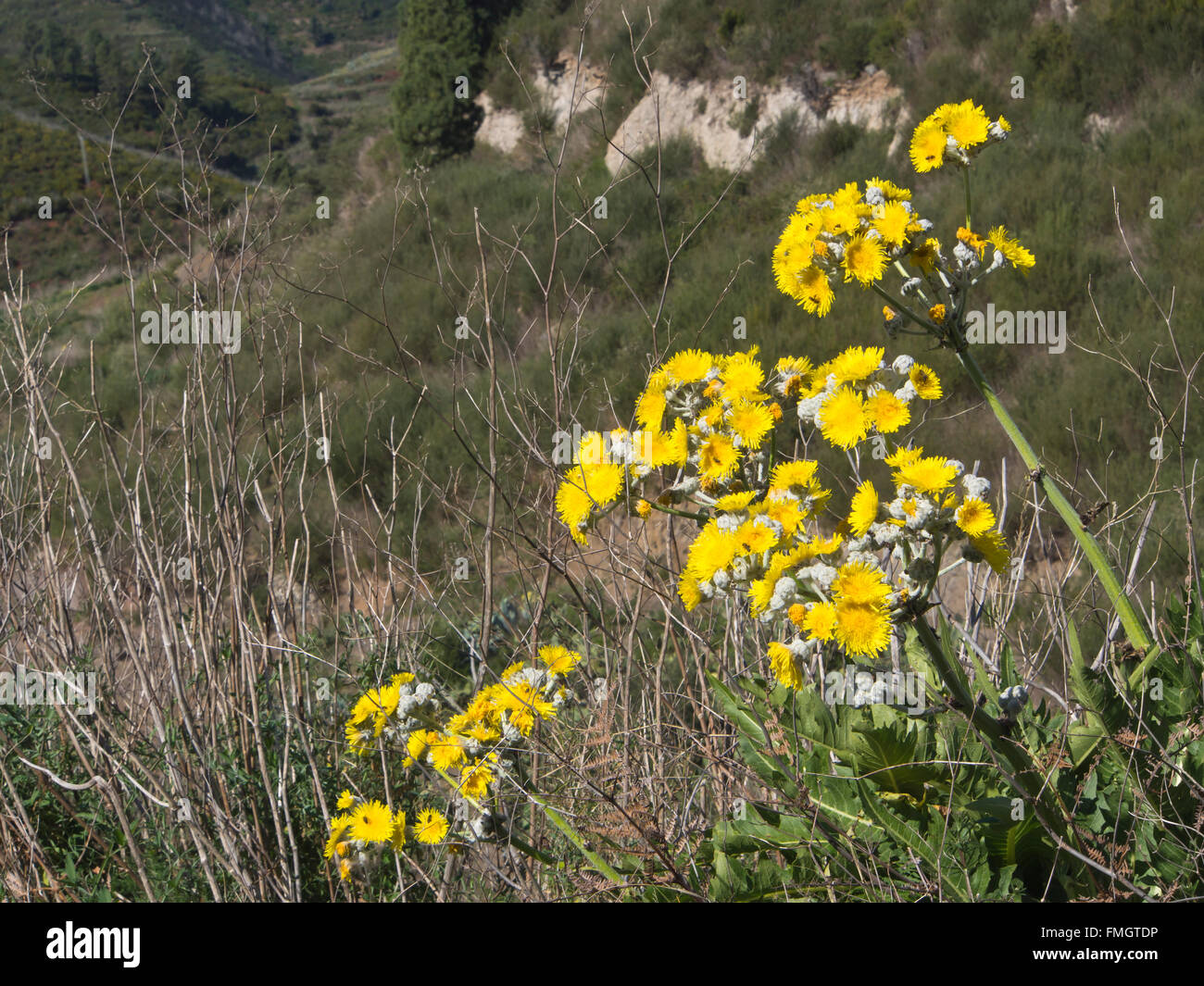 Sonchus acaulis , enorme tarassaco , endemica di fiori selvaggi alle isole Canarie, qui la campagna nei pressi di Erjos in Tenerife Foto Stock