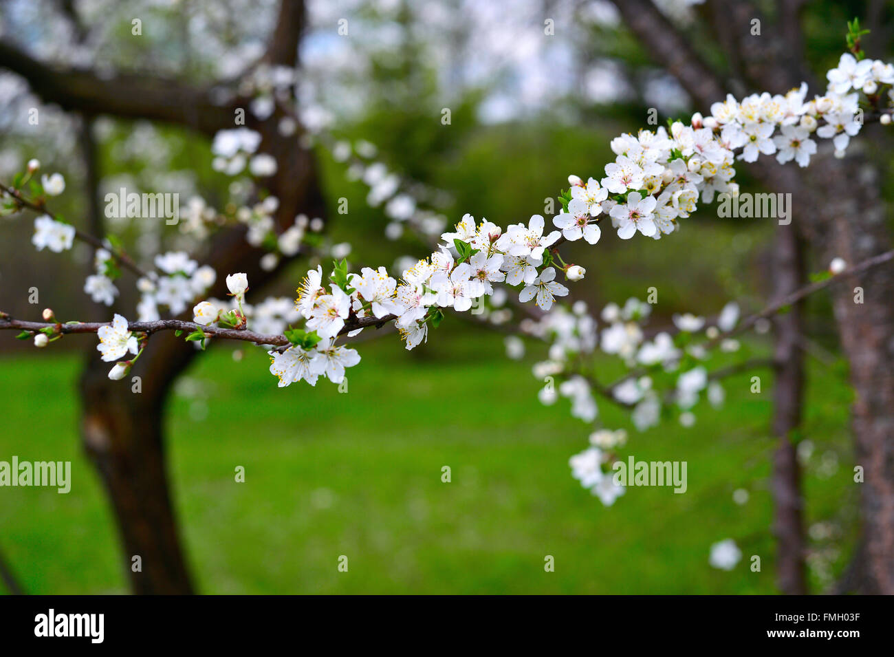 Alberi in fiore nel giardino di autunno in una giornata di sole. Foto Stock