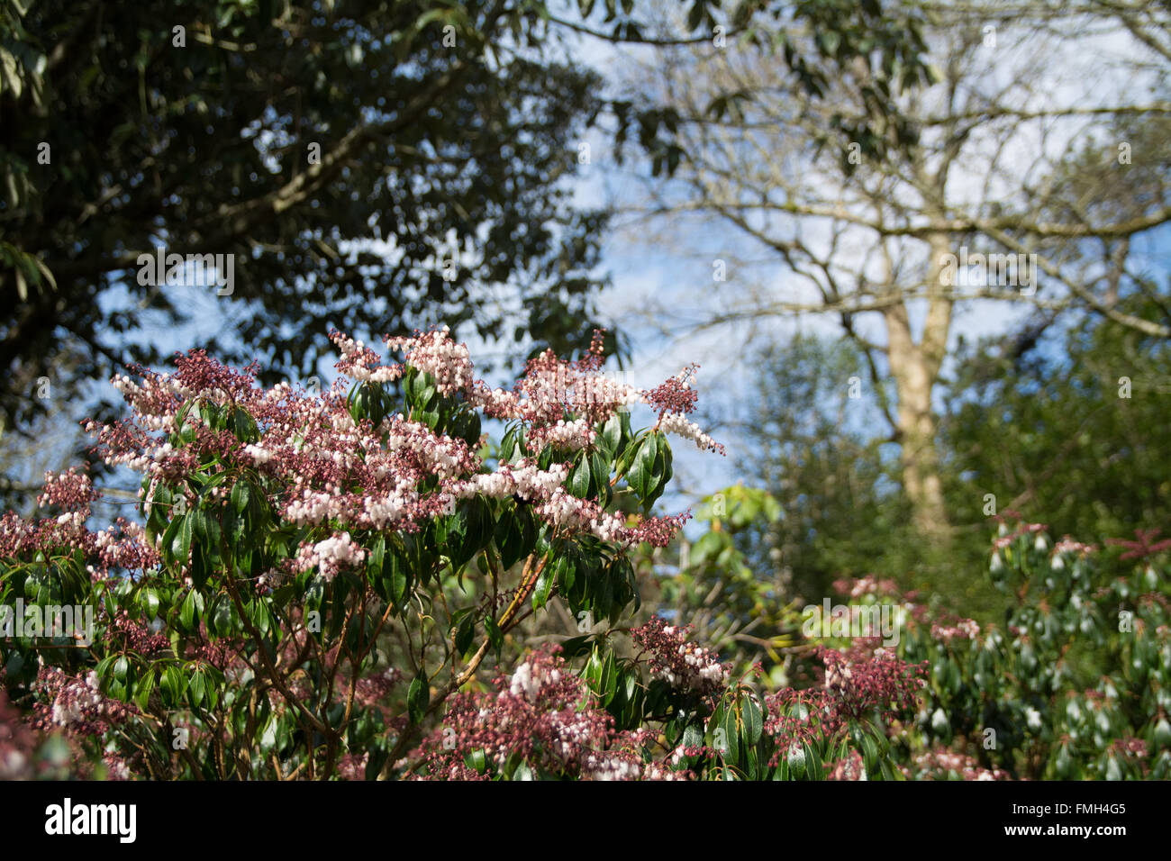 Sarcococca Jamponica Valle pianta di San Valentino Foto Stock