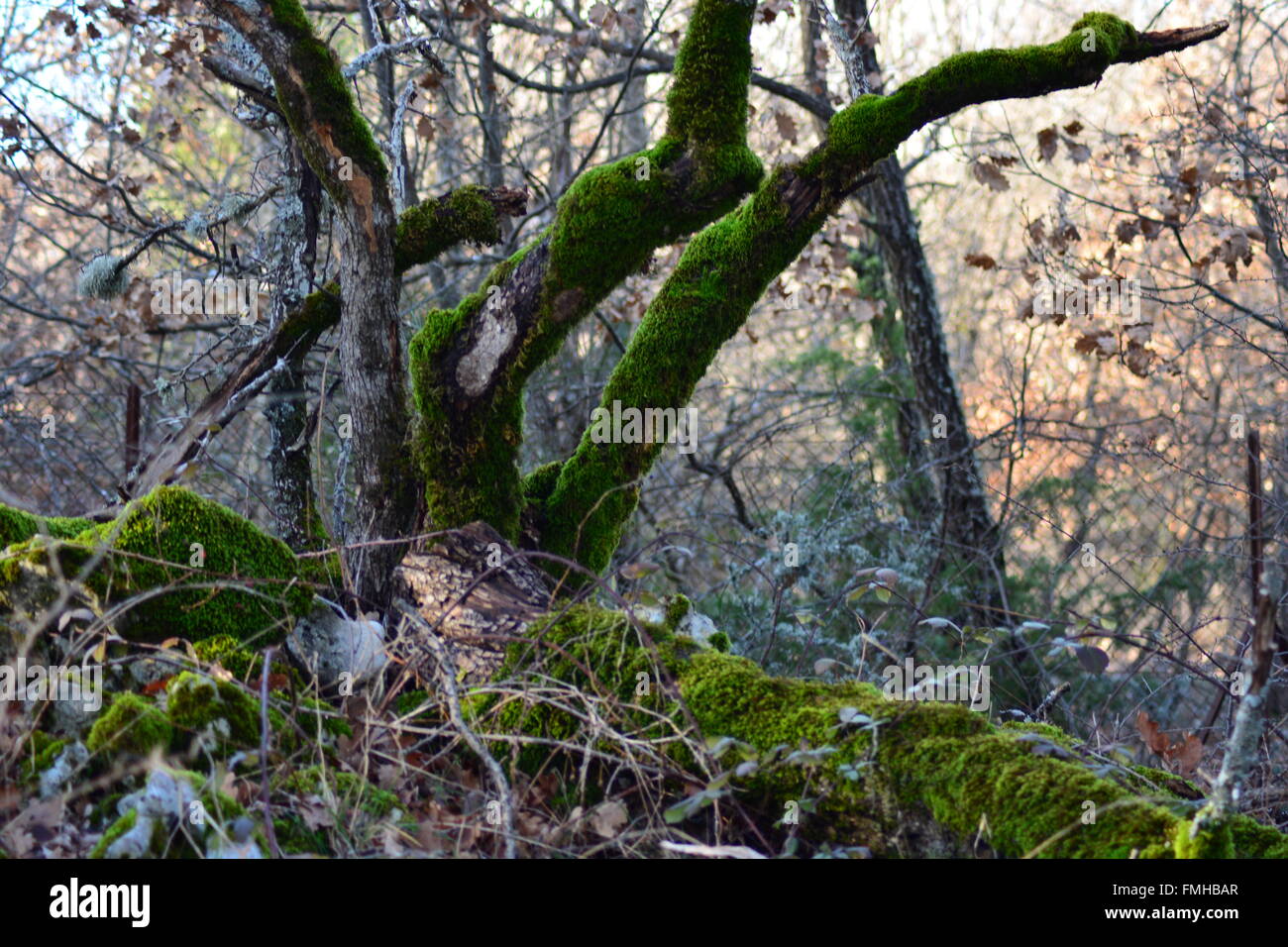 Il vecchio albero di muschio nella foresta Foto Stock